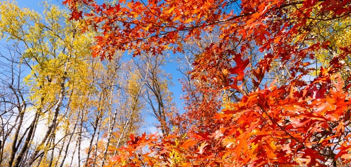 St. Louis County expands public forestlands through landmark deal