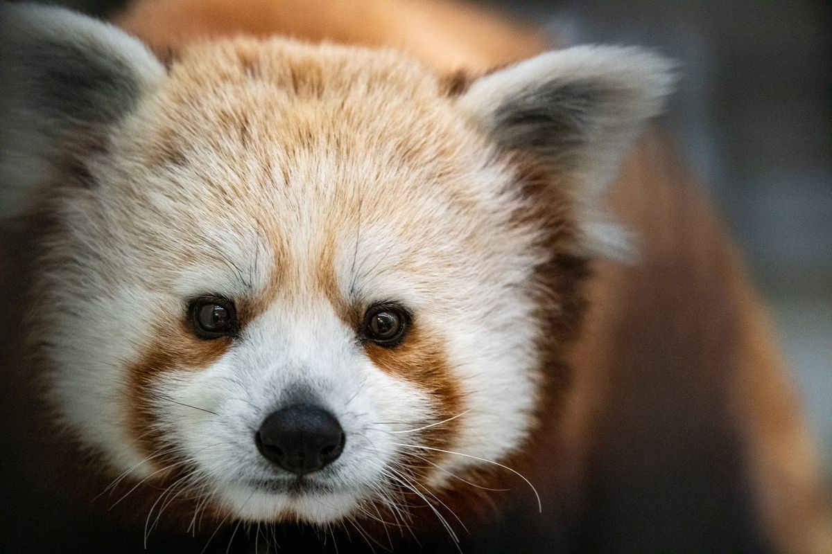 golden panda casino