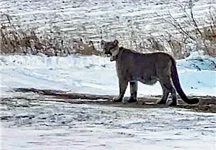 Mountain Lion spotted in Duluth