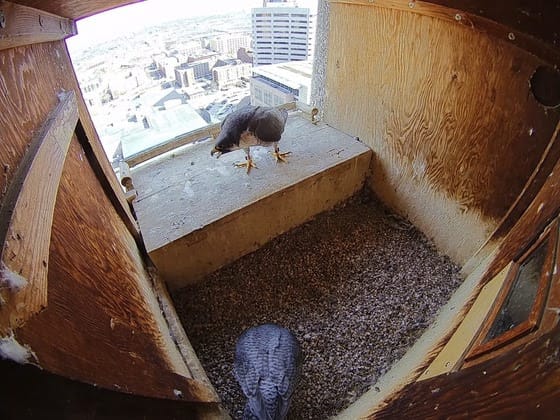 Howie: A spring ritual returns to Minnesota post image