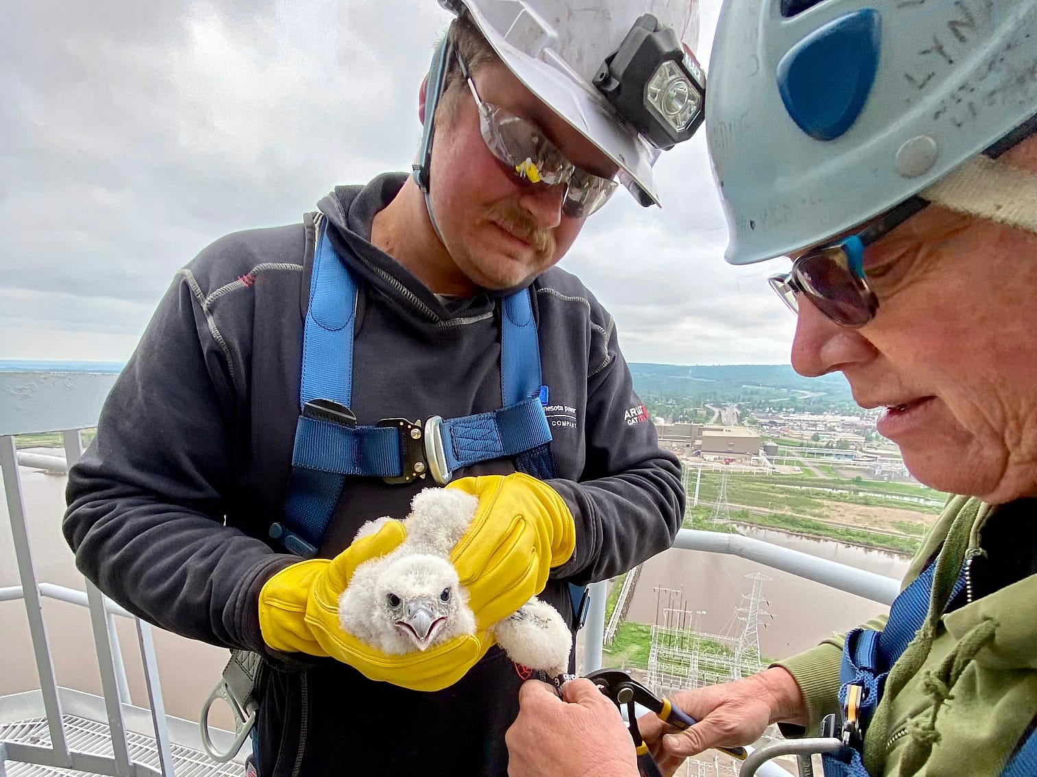 Peregrine falcons hatched at Minnesota Power nest sites
